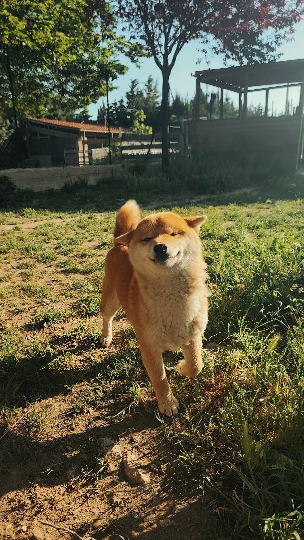 Shibas en balade sur les chemins autour de l’ancienne gare
