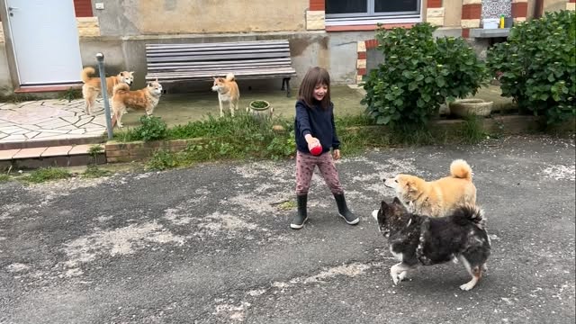 Les Shibas du Royaume réunis dans le jardin, clin d’œil aux Pokémon