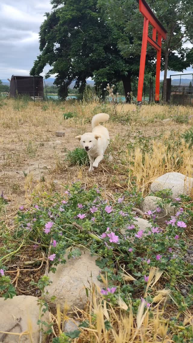 Bulma, chiot shiba, face à la caméra dans le jardin de la gare