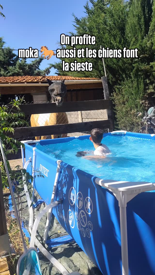Chiens et chevaux ensemble au pré, en fin de journée