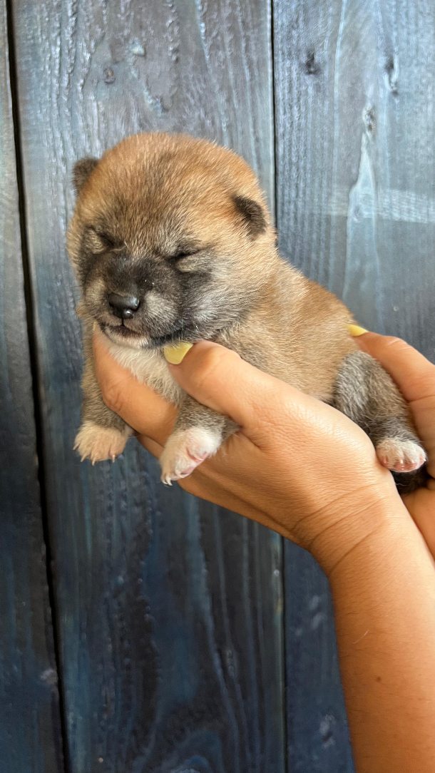 Tanaka couchée près de ses sept chiots dans le nid de mise bas
