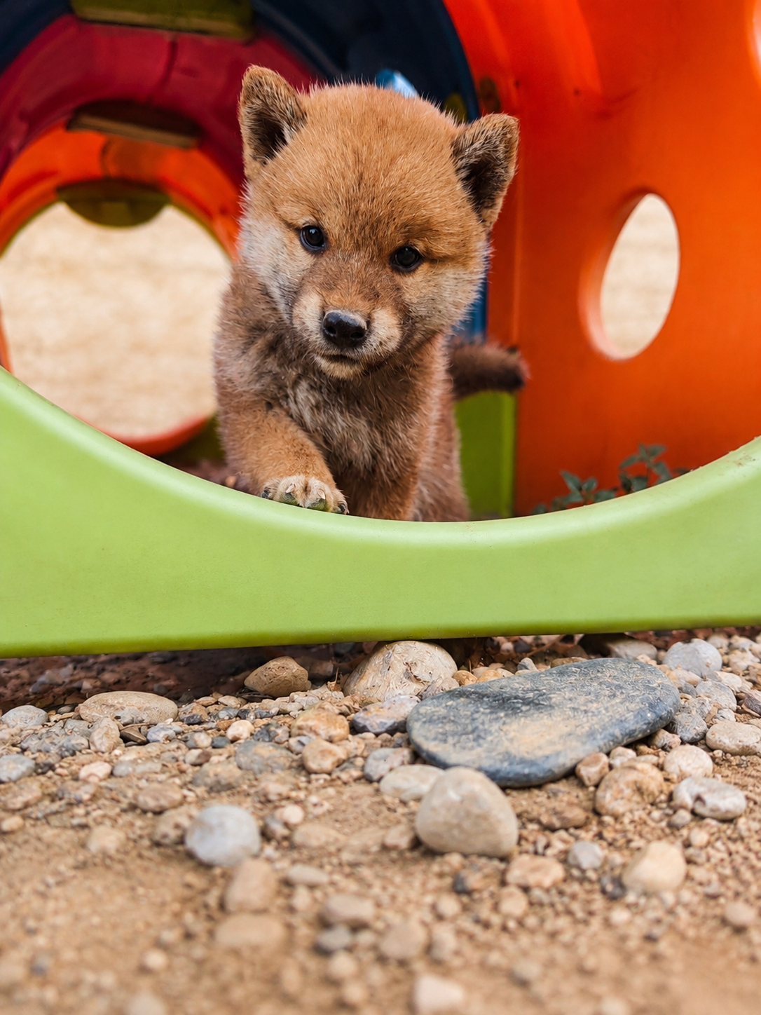 Bento, chiot Shiba Inu mâle roux de la portée 2026 du Royaume d'Akuma