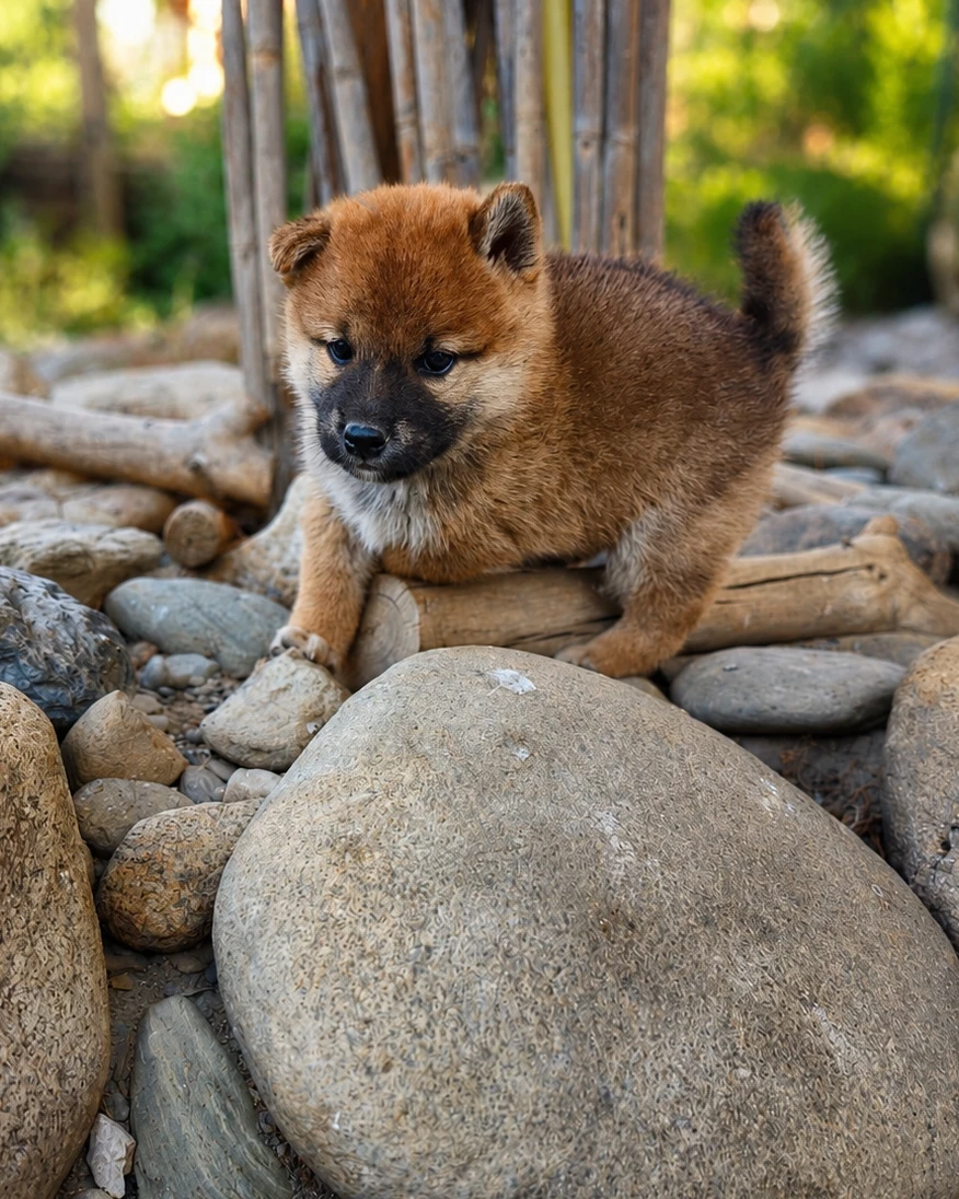 Bôro, chiot Shiba Inu mâle roux de la portée 2026 du Royaume d'Akuma