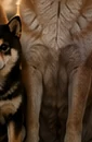 Tanaka, Shiba Inu rousse