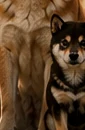 Viviane, Shiba Inu rousse