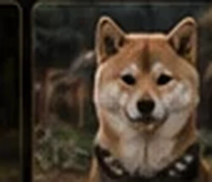 Leeloo, Shiba Inu rousse retraitée du Royaume d’Akuma