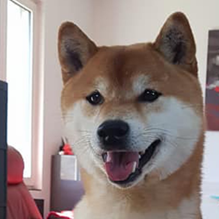 Fuji, Shiba Inu roux du Royaume d’Akuma