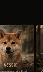 Diva, Shiba Inu retraitée du Royaume d’Akuma