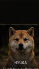 Hyuka, Shiba Inu retraité du Royaume d’Akuma