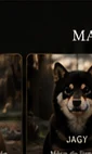 Jagy, Shiba Inu retraitée du Royaume d’Akuma