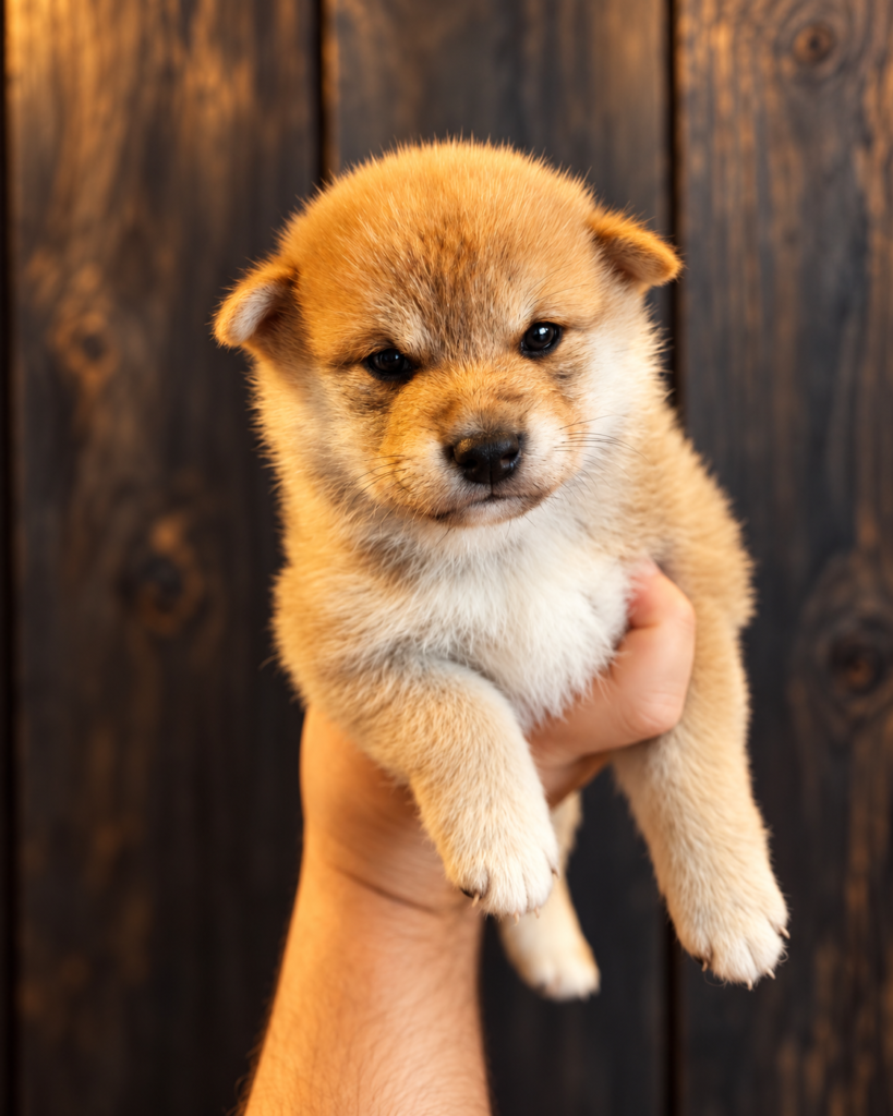 Bashô, chiot Shiba Inu mâle · roux