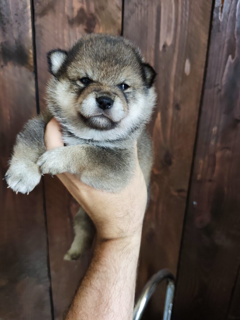 Chiot Shiba Inu sésame de la portée Queeny : Budô